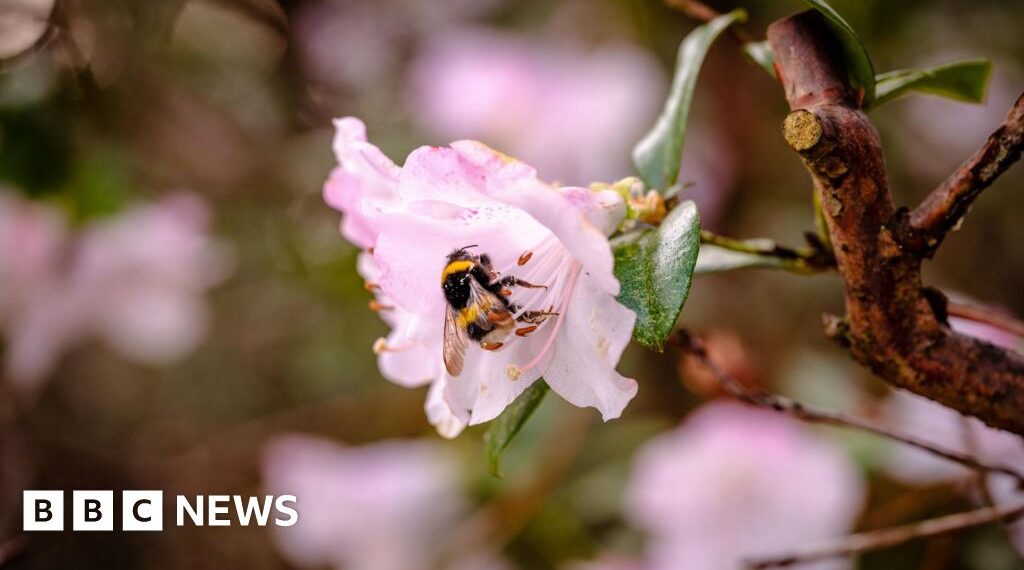 'Pioneering' study to boost bee numbers at Wakehurst