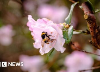 'Pioneering' study to boost bee numbers at Wakehurst