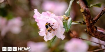 'Pioneering' study to boost bee numbers at Wakehurst