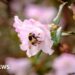 'Pioneering' study to boost bee numbers at Wakehurst
