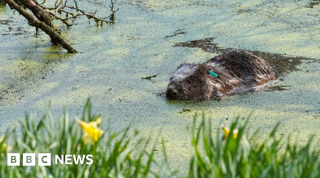 Plan to bring beavers to Ennerdale takes step forward