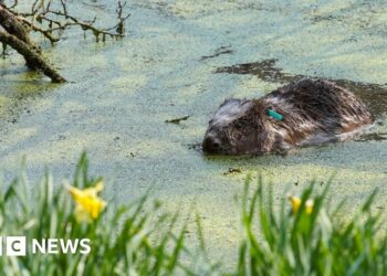 Plan to bring beavers to Ennerdale takes step forward