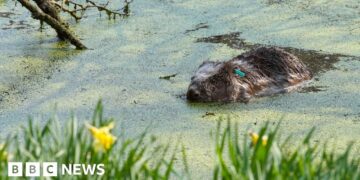 Plan to bring beavers to Ennerdale takes step forward