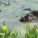 Plan to bring beavers to Ennerdale takes step forward