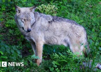 Poisoning suspected in deaths of 18 wolves in national park