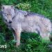 Poisoning suspected in deaths of 18 wolves in national park