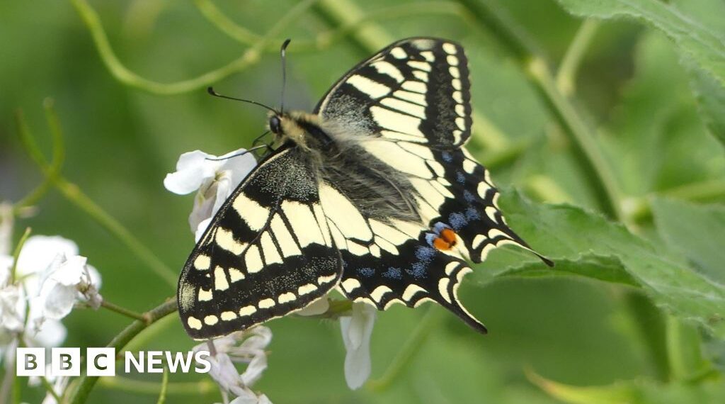 Project to bring rare butterfly back to Yorkshire