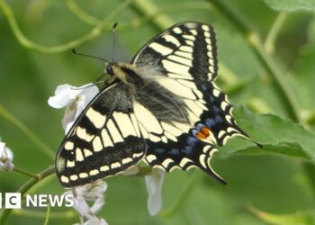 Project to bring rare butterfly back to Yorkshire