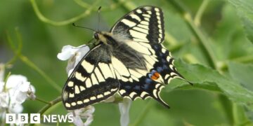 Project to bring rare butterfly back to Yorkshire