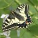 Project to bring rare butterfly back to Yorkshire