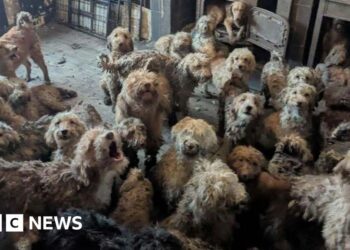RSPCA says 250 dogs found crammed into one home