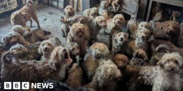 RSPCA says 250 dogs found crammed into one home