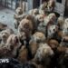RSPCA says 250 dogs found crammed into one home
