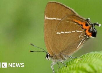 Rare butterflies spotted after 430 trees planted in the Quantocks