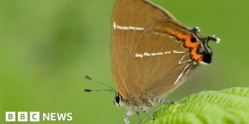 Rare butterflies spotted after 430 trees planted in the Quantocks