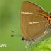 Rare butterflies spotted after 430 trees planted in the Quantocks