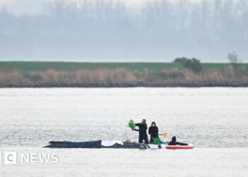 Rescuers to use air cushions in latest effort to save stranded whale