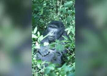 Saving gorillas by helping humans