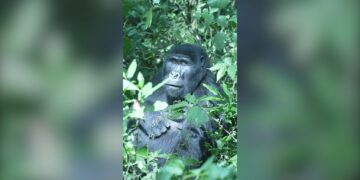 Saving gorillas by helping humans