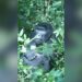 Saving gorillas by helping humans