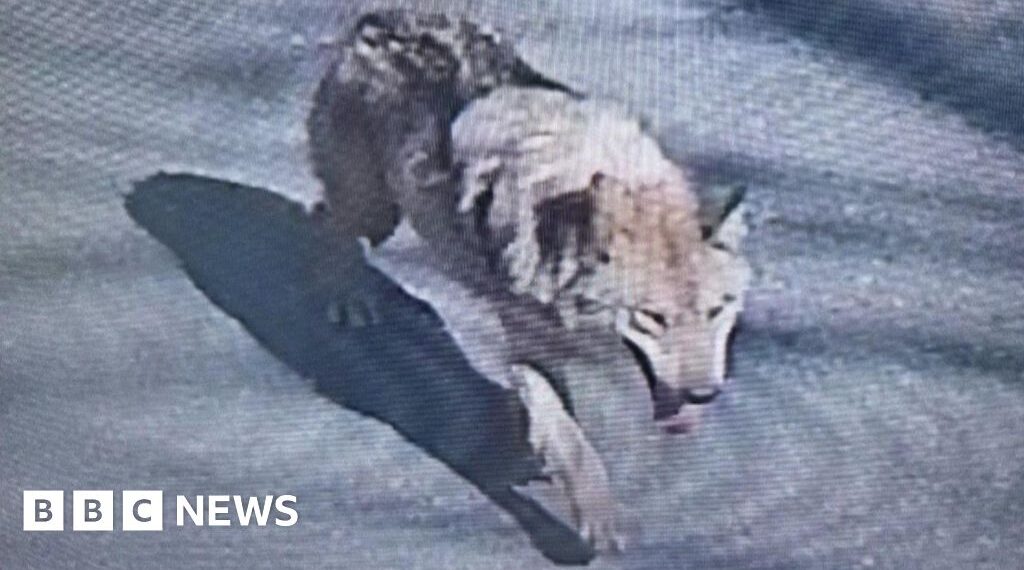 South Korea deploys thermal imaging cameras in search for escaped zoo wolf