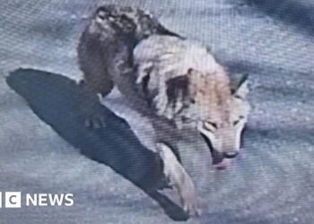 South Korea deploys thermal imaging cameras in search for escaped zoo wolf