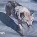 South Korea deploys thermal imaging cameras in search for escaped zoo wolf