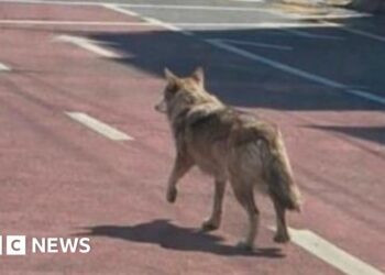 South Korea police arrest man for posting AI photo of runaway wolf