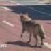 South Korea police arrest man for posting AI photo of runaway wolf