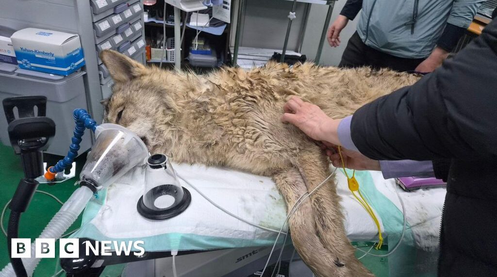 South Korea's runaway wolf finally captured after nine-day search
