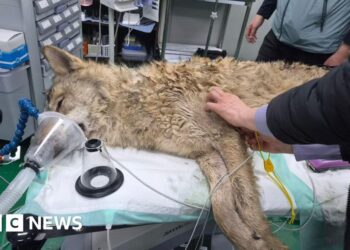 South Korea's runaway wolf finally captured after nine-day search