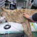 South Korea's runaway wolf finally captured after nine-day search