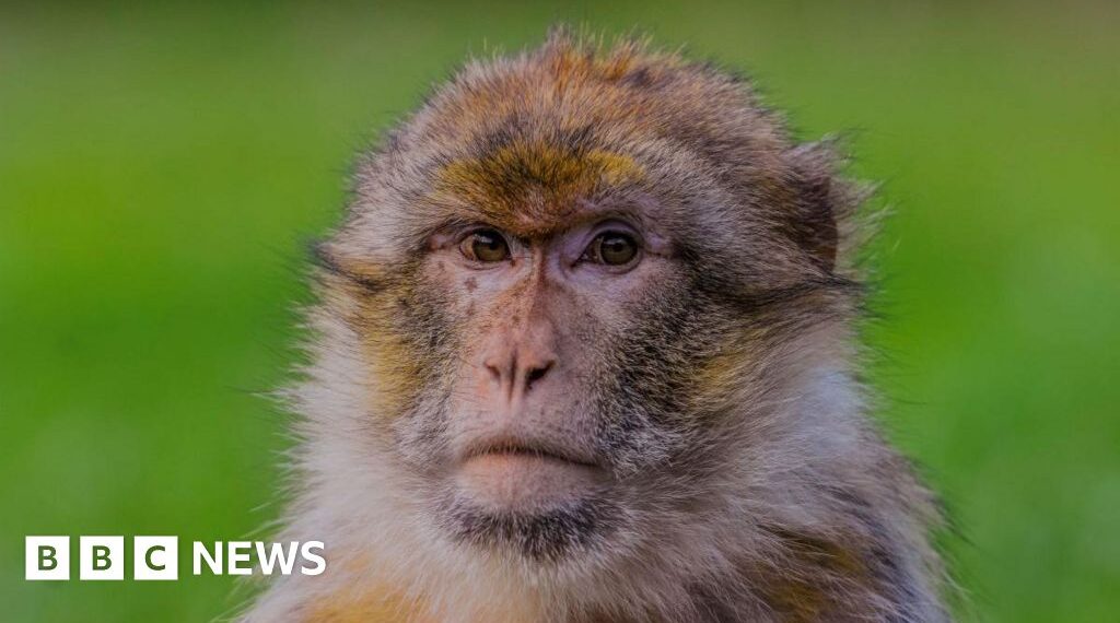 Stoke-on-Trent monkey in 'world first' gene research project