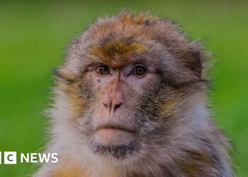 Stoke-on-Trent monkey in 'world first' gene research project