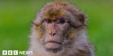 Stoke-on-Trent monkey in 'world first' gene research project