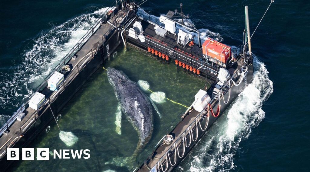 Stranded whale ferried out of German waters in barge