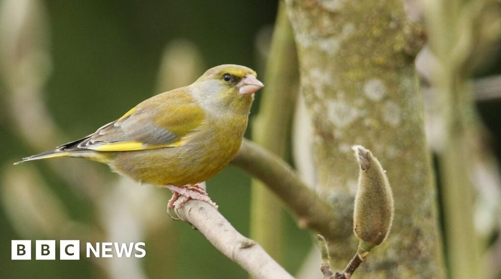 Surrey's blue tit bucks national trend in bird study