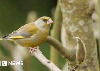 Surrey's blue tit bucks national trend in bird study
