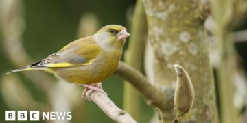 Surrey's blue tit bucks national trend in bird study
