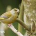 Surrey's blue tit bucks national trend in bird study