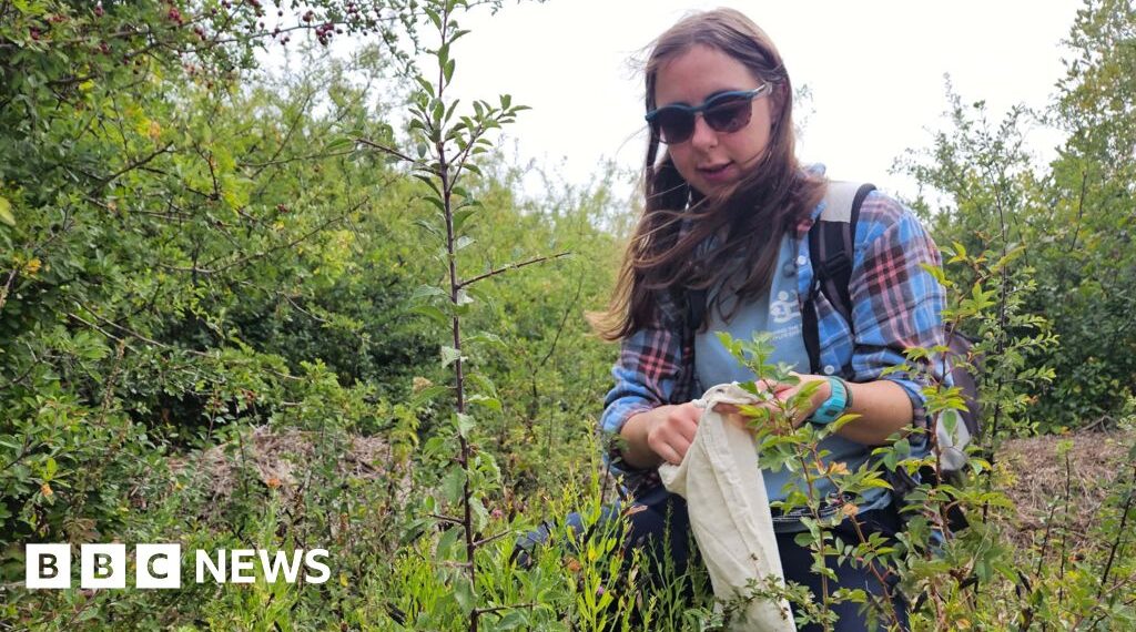 The doomsday seed collectors fighting to save Wales' native species