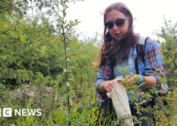 The doomsday seed collectors fighting to save Wales' native species