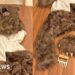Three sentenced for 'man in bear suit' insurance scam