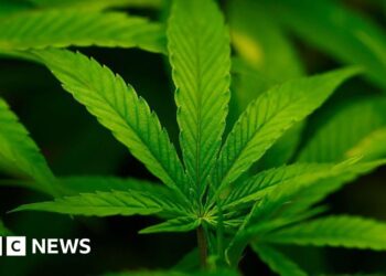 Trump administration reclassifies cannabis as less dangerous