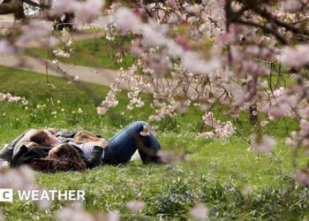People lying down on grass clearly enjoying some warm sunshine with some pink blossom trees in the foreground