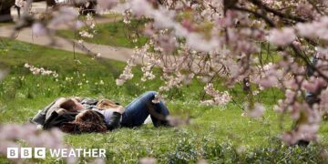 People lying down on grass clearly enjoying some warm sunshine with some pink blossom trees in the foreground