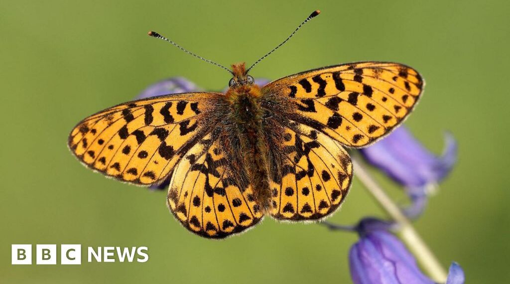 UK butterflies declining after 50 years of data