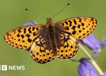 UK butterflies declining after 50 years of data