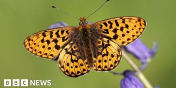 UK butterflies declining after 50 years of data