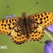 UK butterflies declining after 50 years of data